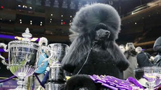 Westminster Dog Show To Return To Nyc In January 2022