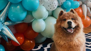 Tulsa Dog Named Finalist In People Magazine’s ‘World’s Cutest Rescue Dog’ Contest