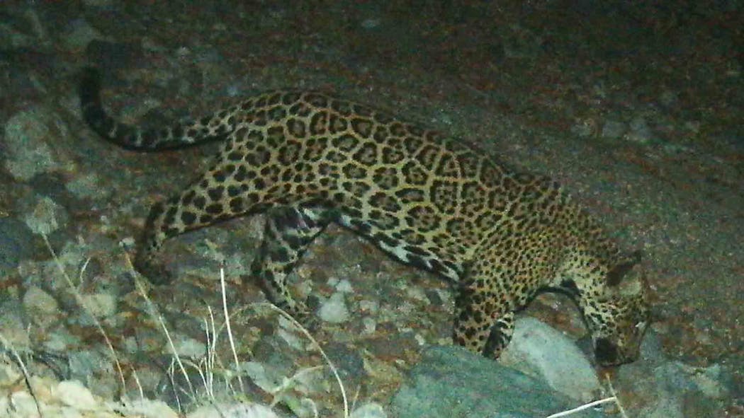 ‘El Jefe’ The Jaguar, Famed In US, Photographed In Mexico