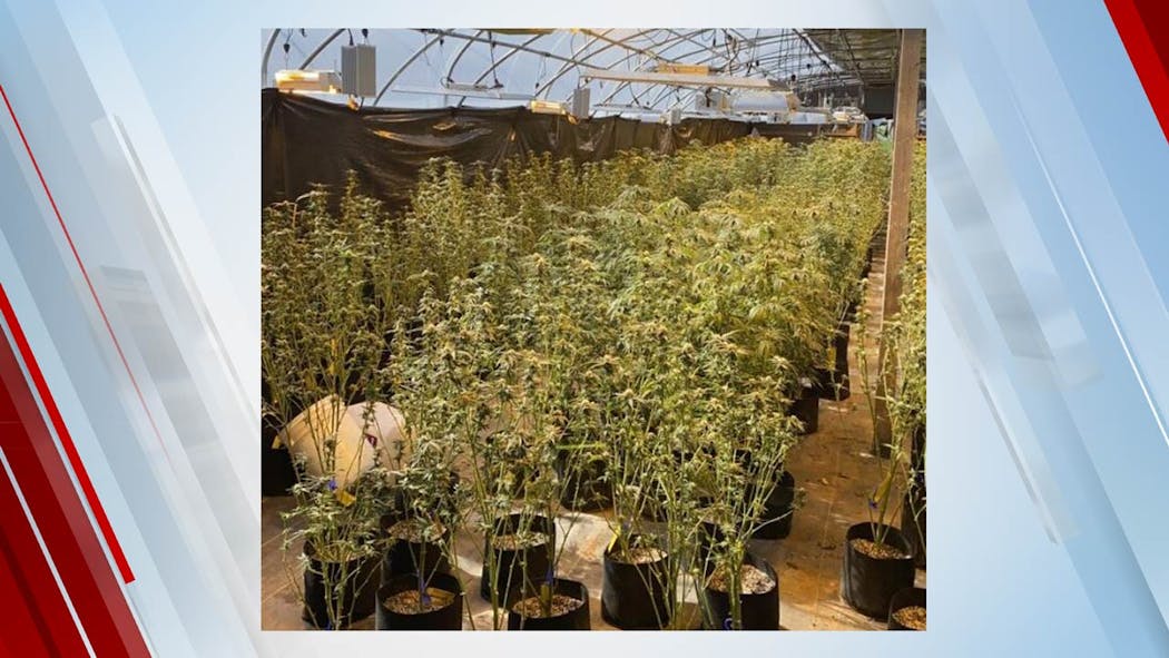 OBN Marijuana Bust Illegal Grow 4/23/2024