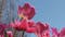 Mother's Day events across Oklahoma