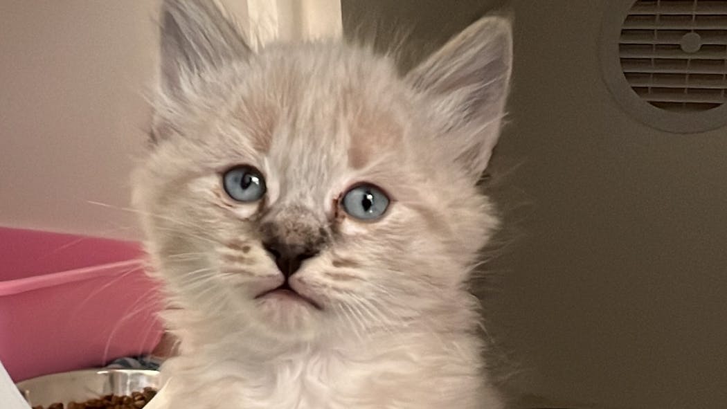 Cat / Kitten