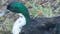 Ducks, Geese Darted at Owasso's Elm Creek Park; Police Seek Help Identifying Person Responsible