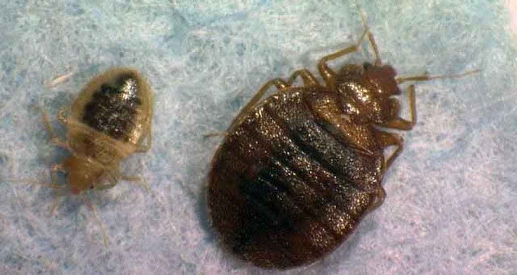 Health Department Sees Big Increase In Reports Of Bed Bugs In Oklahoma