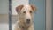 Oklahoma City Shelter waives dog adoption fees June 21