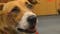 Oklahoma man jailed in St. Louis after 4 dogs found dead, 7 others in critical condition