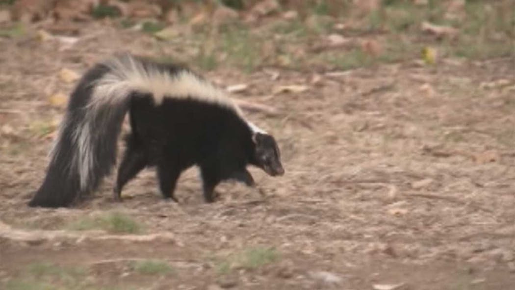 Edmond Animal Welfare Finds Skunk With Rabies Within City Limits