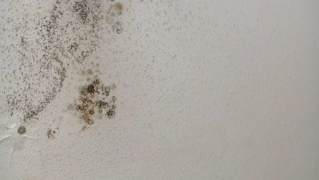 Yukon Man Deals With Mold In His Apartment
