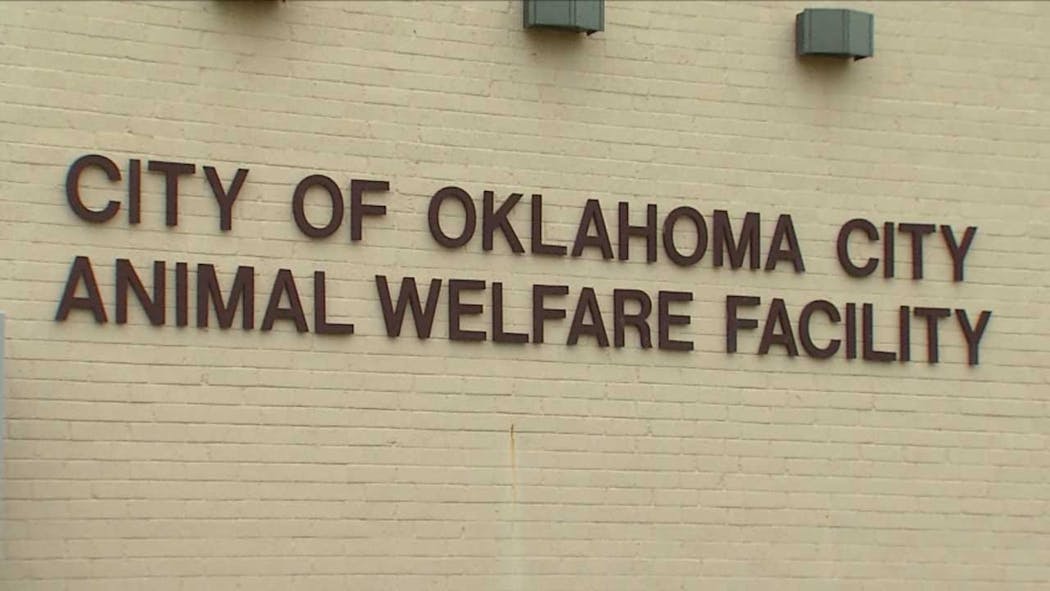 Online Donations Down More Than 50 Percent At OKC Animal Welfare