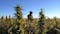 Gov. Stitt orders agencies to crack down on psychoactive hemp-based products