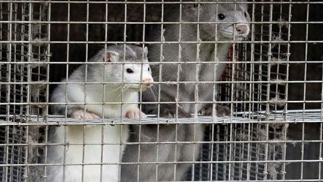 Thousands Of Mink Dead From Covid 19 Outbreaks In Utah Wisconsin