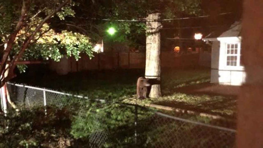 Game Wardens Confirm Death Of Black Bear In Backyard Of Norman Home Game Wardens Confirm Death Of Black Bear In Backyard Of Norman Home