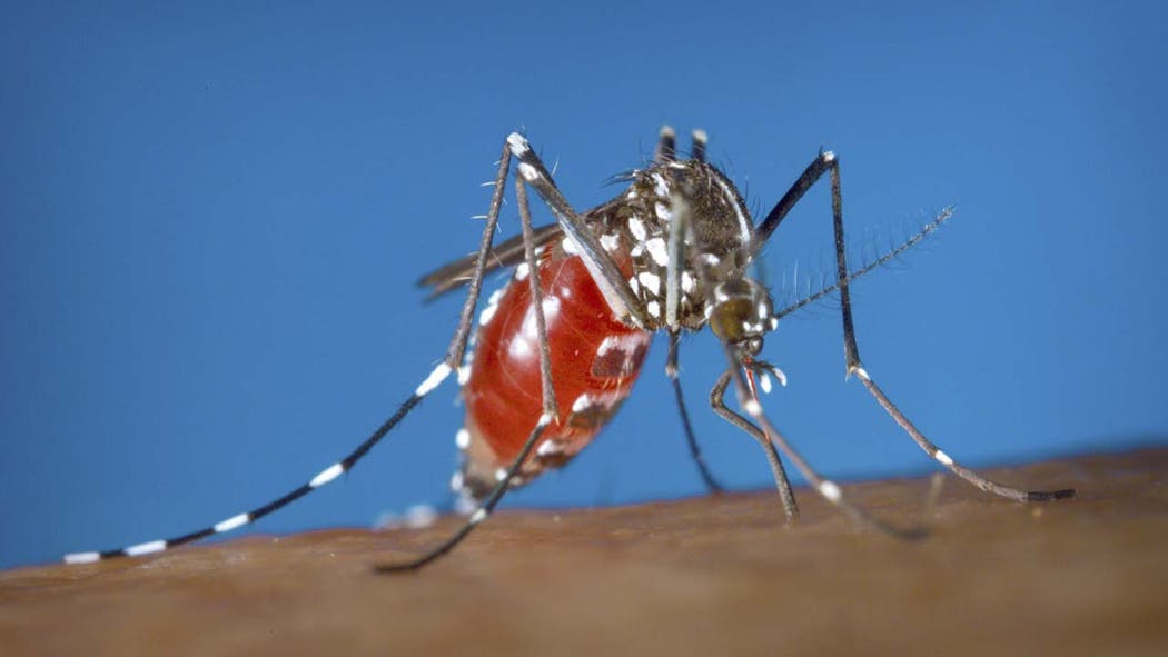 Heavy Rain, Heat Bring Out Billions Of Mosquitoes In US
