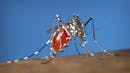 Understanding what causes severe reactions to mosquito bites