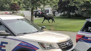 1,500-Pound Bull That Escaped Farm Captured After 2 Months: 'Look Who We Found Cruising Around Long Island'