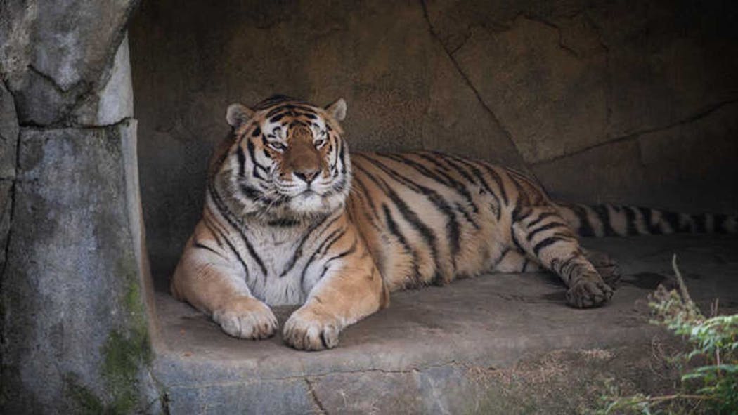 Tiger Dies After Contracting COVID At Ohio Zoo