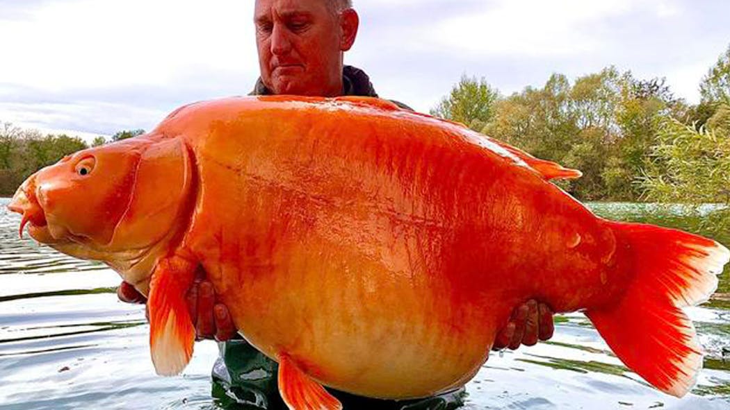 Huge Goldfish-Like Carp Nov. 22, 2022