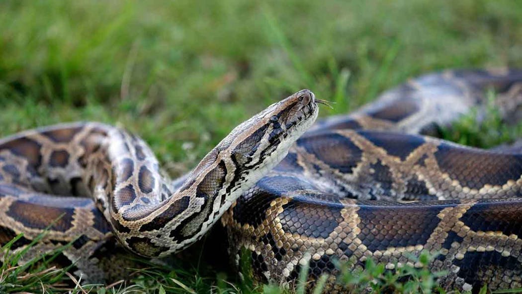 Man Charged With Smuggling 3 Burmese Pythons Over US Border In