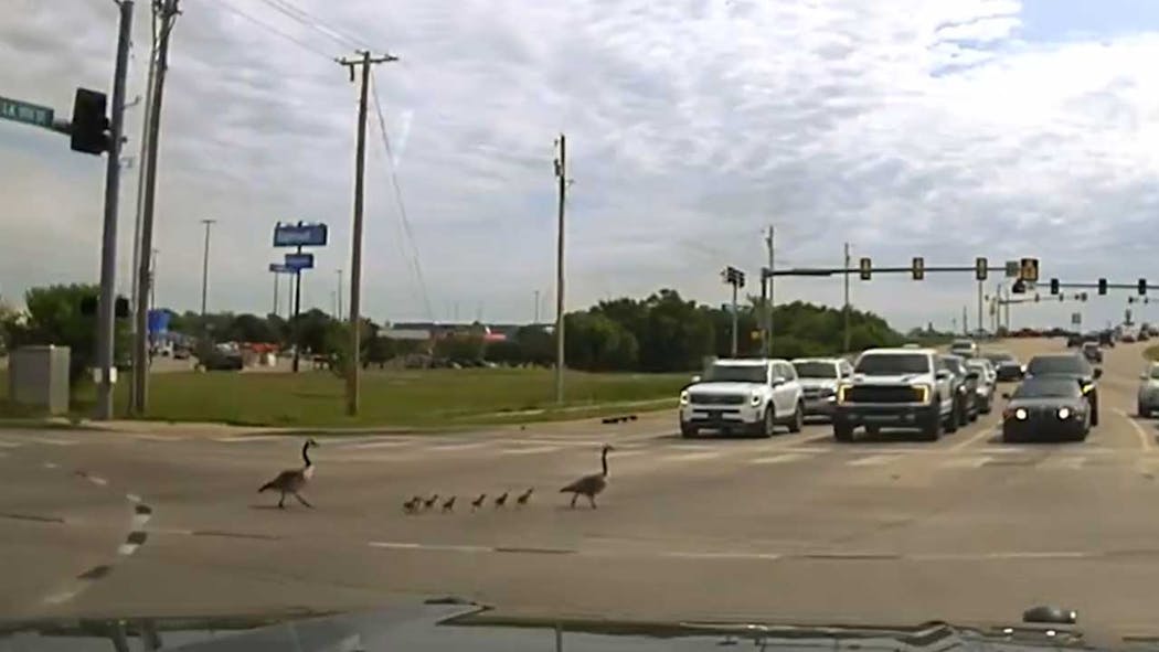 Moore Police Assist Geese