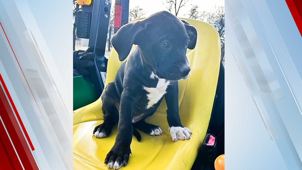 Patches sales pet supplies