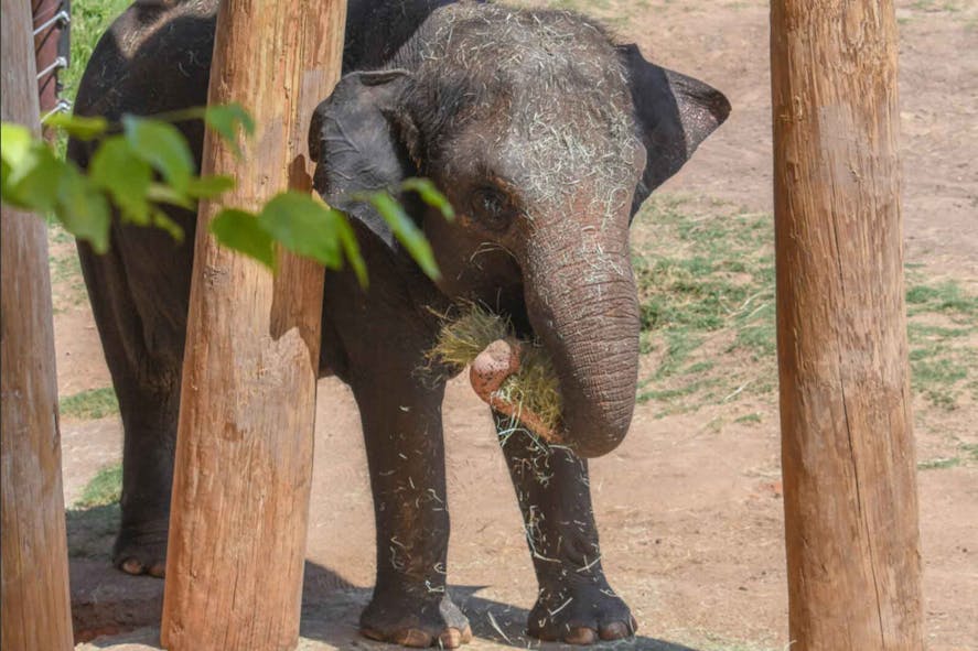 Asha OKC Zoo