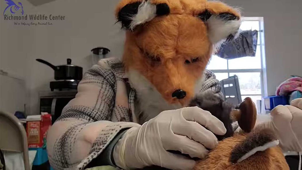Employee Dresses As Red Fox