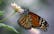 Monarch Butterflies' Delicate Journey Through Oklahoma