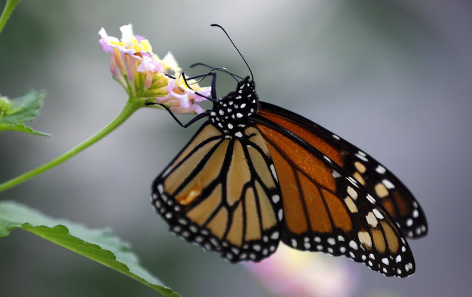 Monarch Butterfly