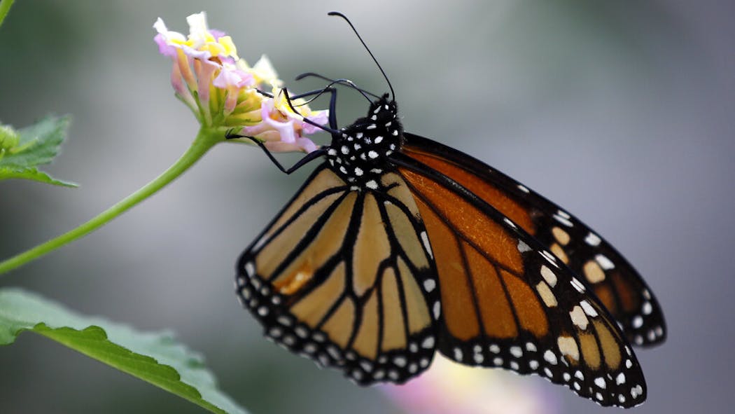 Monarch Butterfly