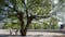 Survivor Tree: A living symbol of resilience and hope