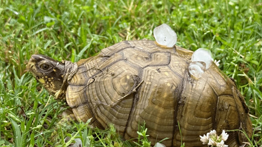 Hail Turtle