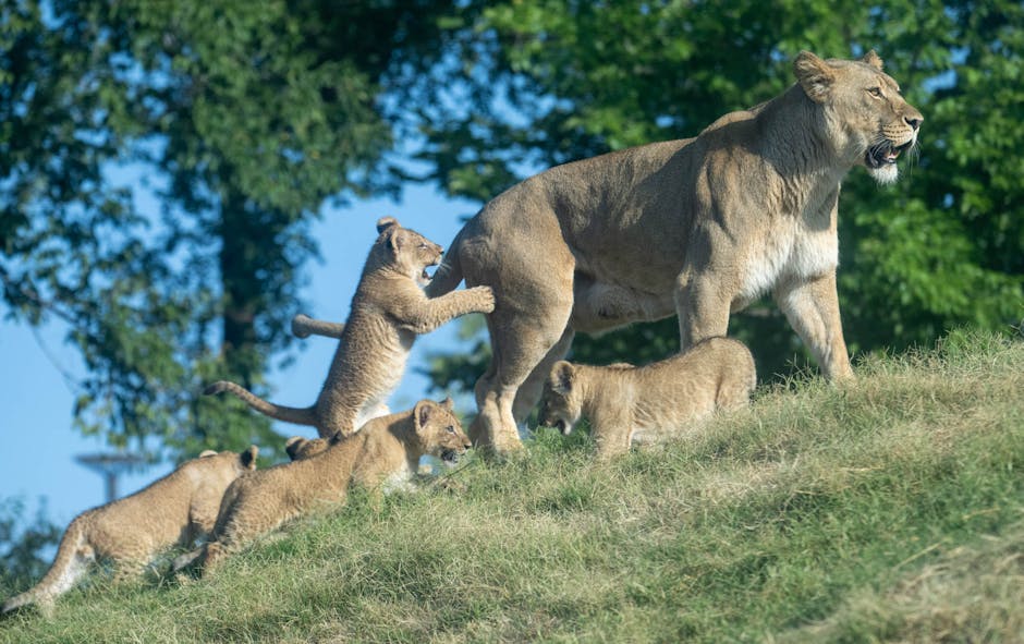 OKC Zoo African lion cubs